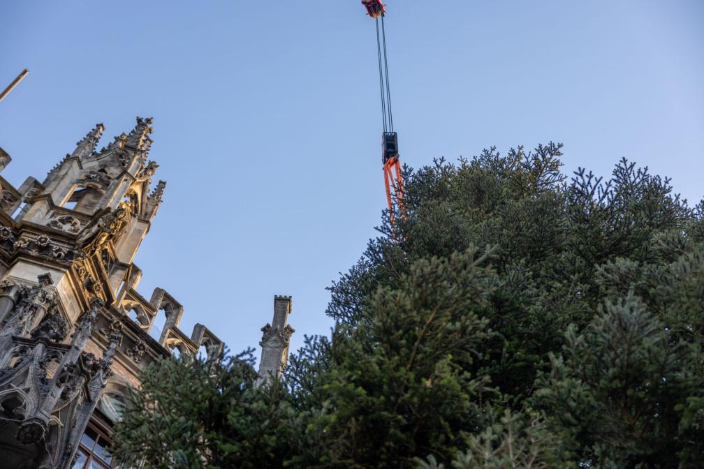 Wieder vereint: Christbaum und Rathausturm.